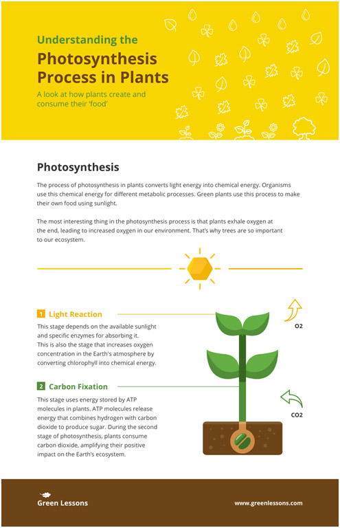 photosynthesis infographic